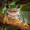Happytreefrog