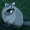 Raccoonskunk