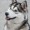 Sunset-Husky