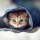that-cat-lover