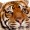 tigerking123
