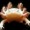wee-axolotls