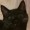 kyxcats