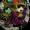 Craftysis