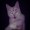 A-cat-therian