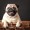 puggy-girl