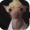 Giraffeman18