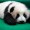 gloomypanda