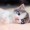 KITTENS470