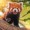 Red-Panda-Great