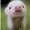 cutepig15
