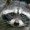 Mr-Racoon