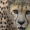 The-Cheetah