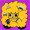 LittleBitBee