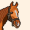 IloveHORSESSS