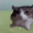 ILOVEPOSSUMS