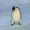 PenguinLORD7