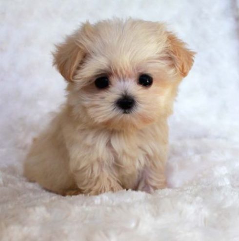pixilart cute puppy by